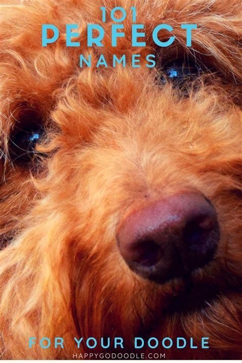 Borrow a little of their naming mojo with one of these adorable names for your pooch. 101 Goldendoodle Names That Are Adorable | Girl dog names ...