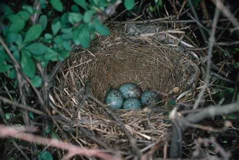 Northern Mockingbird Nest Photograph By Millard H Sharp