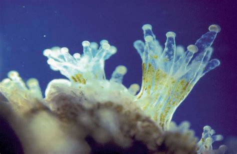 L'avenir des coraux éclairci par une algue - LireLactu