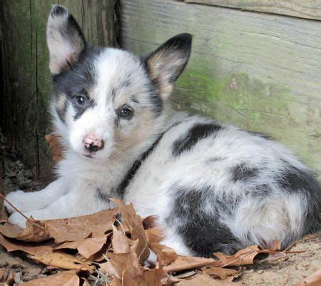 Look at pictures of corgi puppies who need a home. 24 best aussie-corgi-my new next breed! images on ...