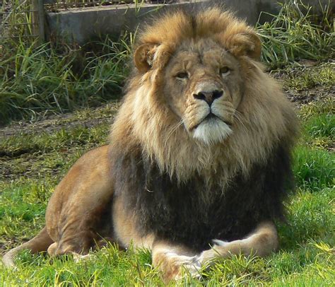 African Lion There Are 4 Enormous Male Lions 6 Years Old  Flickr