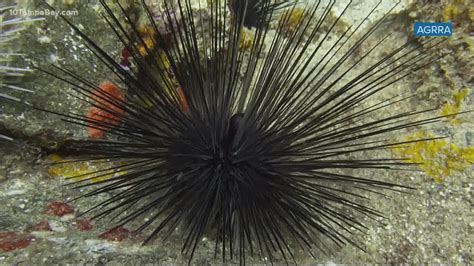 Sea Urchins Wallpapers Wallpaper Cave