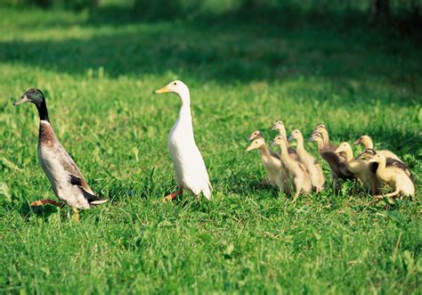 Mallard Duck White Duck And Flock Of Ducklings Walking On The Grass