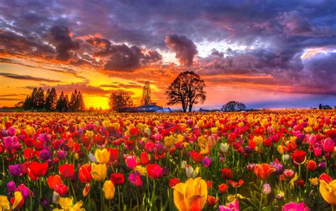 Download Colorful Colors Tree Sunset Field Flower Nature Tulip Hd Wallpaper