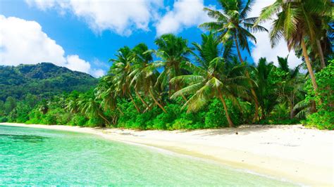 Tropical Paradise Beach Coast Sea Palm Trees Summer 2560x1600