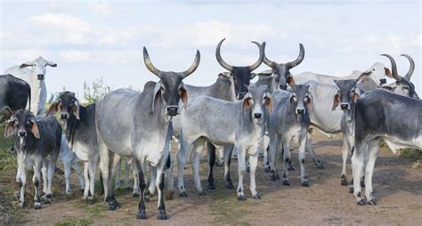 Zebu Animal Facts Bos Taurus Indicus Wiki Point
