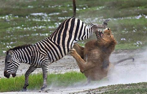 Predator Attacking Prey Wild Animals Animals Wild Scary Animals
