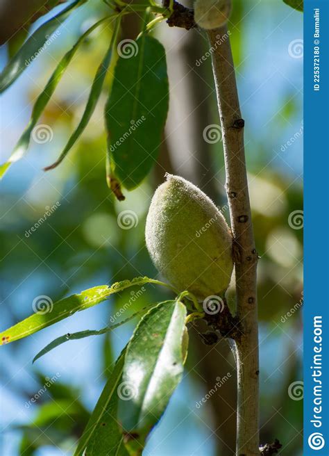 Green Almonds Nuts Ripening On Tree Cultivation Of Almond Nuts In