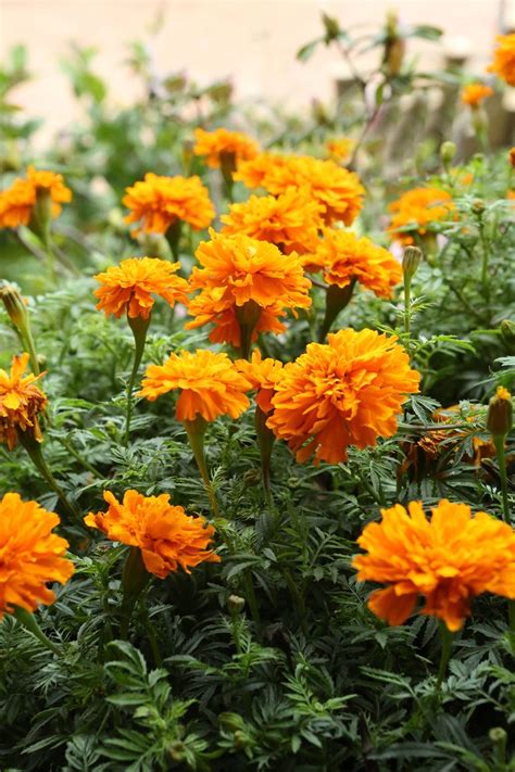 But what if we tell you that you can now order the most beautiful plants right from home? 15 Best Annual Flowers - Annual Flowers List