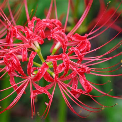 Red Spider Lily Bulbs For Sale Lycoris Red Radiata Easy To Grow Bulbs