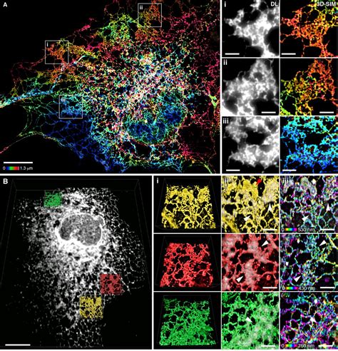 Increased Spatiotemporal Resolution Reveals Highly Dynamic Dense