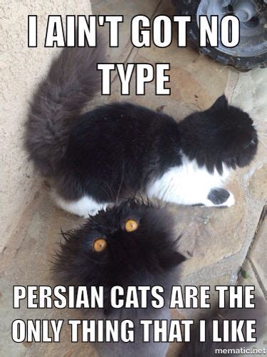 Persian Cat Memes