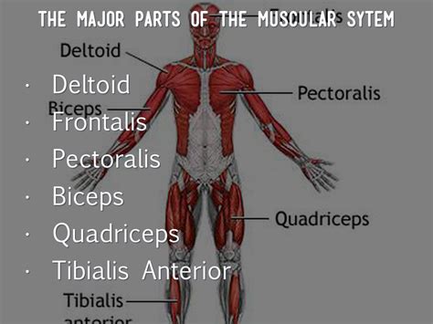 The bicep is a large muscle that lies on the front of the it is a prime mover of arm the latissimus dorsi is the largest muscle in the upper body.it is responsible for extension, adduction, internal rotation of the. Muscular System by Luke Park