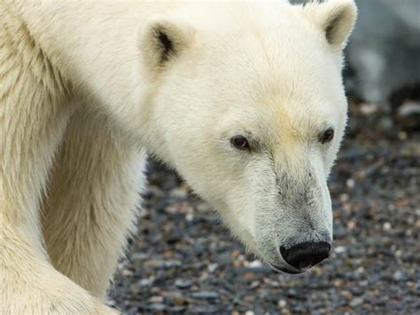 Polar Bear Watching Cruise In Svalbard Norway Helping
