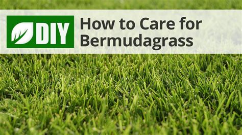 How To Care For Bermudagrass Youtube