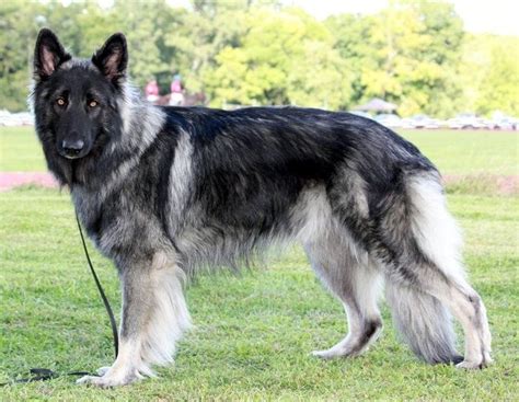 10 Dogs That Look Like The German Shepherd Dog Breed