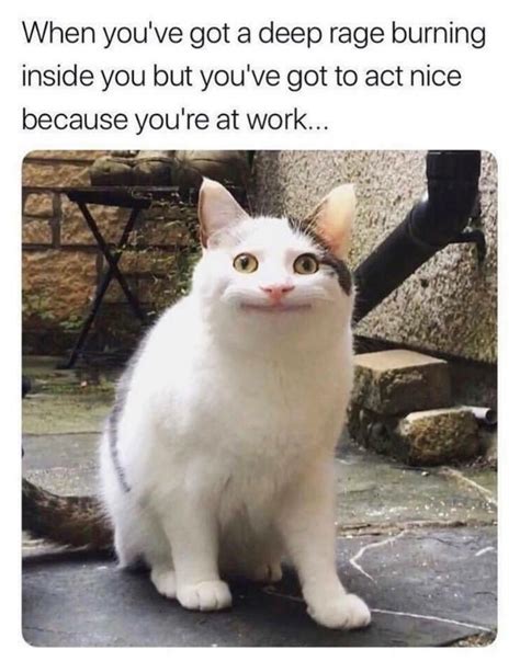 Don T Kill The Customers Polite Cat Know Your Meme