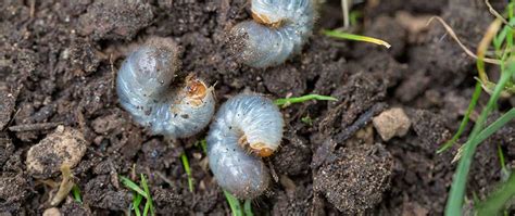 White grubs and many other. Preventative Grub Control Saves Your Lawn & Money | Turf ...