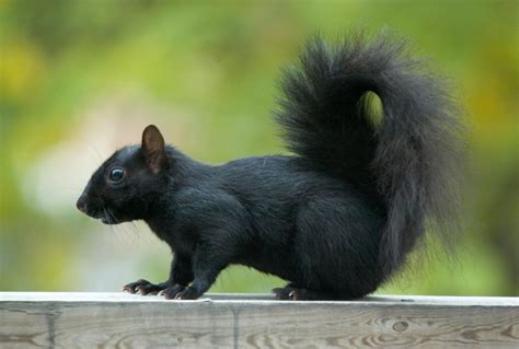 Black Squirrel Black Squirrel Animals Squirrel