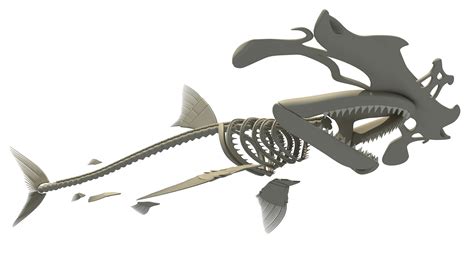 Hammerhead Shark Skeleton 3d Model Turbosquid 1158988