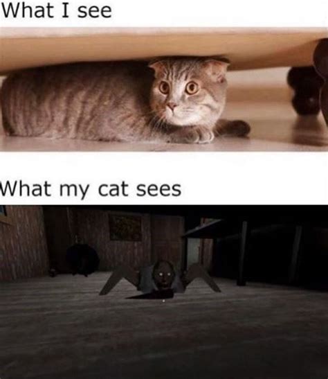 Waste Time And Pawductivity With Caturday Memes Cat Memes Funny