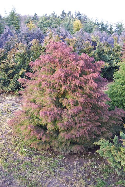 Japanese Red Cedar Cryptomeria Japonica Elegans Chew Valley Trees