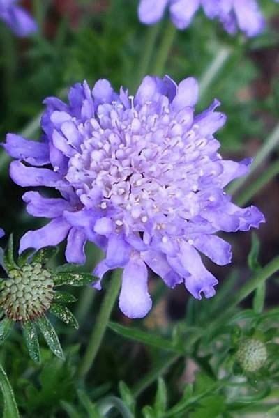 Chrysanthemums (mums) are produced yearround. Wilson Bros Gardens Blooming for 9 months to sometimes ...
