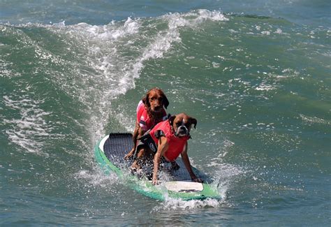 Surfing Dogs Hang 10 For Charity Photos Abc News