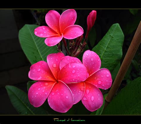 Hawaiian Flowers The Plumeria Royal Hawaiian A Photo On Flickriver