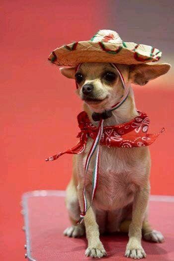 116 Best Chihuahua With Sombreros Images On Pinterest Chihuahua