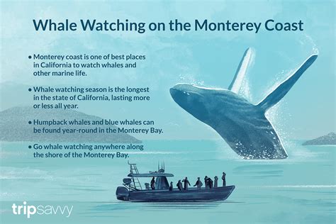 How to Go Whale Watching in Monterey and Santa Cruz