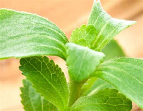 European Approval Of Bioconversion Enhances Purecircles Stevia Offering