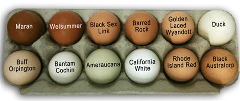 Plymouth rock chicken characteristics and facts. CU-Chicken Breeds: What Are Best Egg Layers