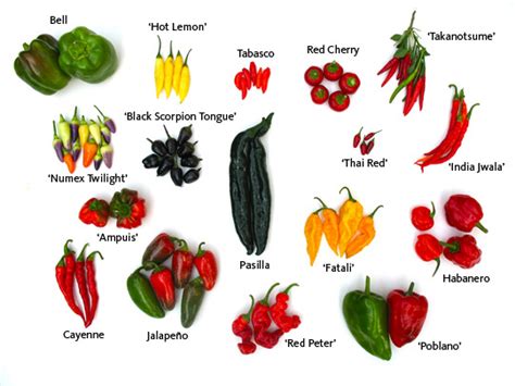 all about gardening spice up your dish grow hot peppers from seed
