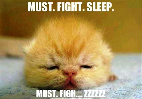 100 Most Sleepy Memes Funny Memes