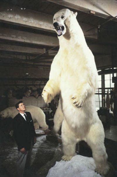 Replica Of Largest Polar Bear In Recorded History 11 Feet Tall And