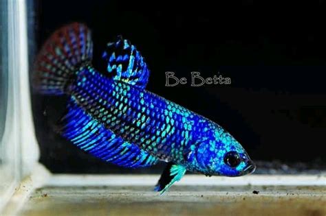 Hallo, abzugeben sind junge alien mädels in der farbe royal. Blue hybrid alien Avatar #be_betta
