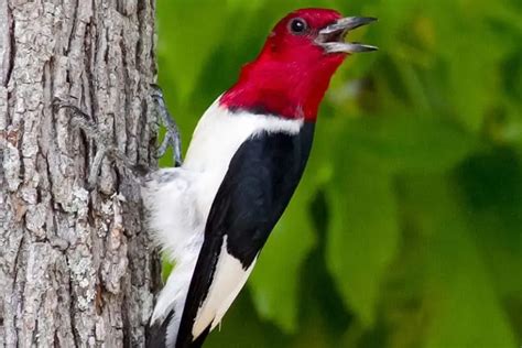7 Species Of Woodpeckers In Indiana Pictures Bird Feeder Hub