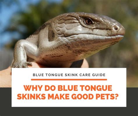 The Ultimate Blue Tongue Skink Care Guide For Beginners