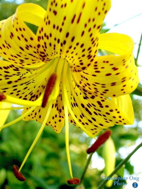 Yellow Tiger Lily Flower Best Flower Pictures Håndværker