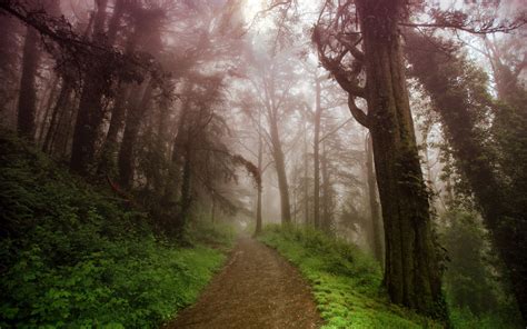 Forest Tree Landscape Nature Autumn Path Wallpapers Hd Desktop