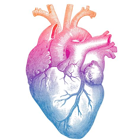 Anatomical Heart Png