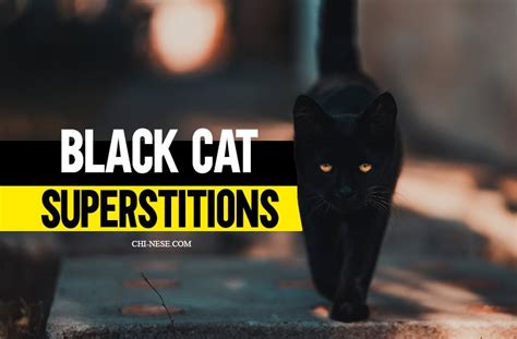 Black Cat Superstitions Superstitions Superstition Lawofattraction