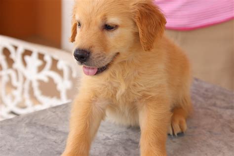 Whether golden retriever puppy or grown doggo: GoldenPaws | Cute golden retriever puppies for sale!
