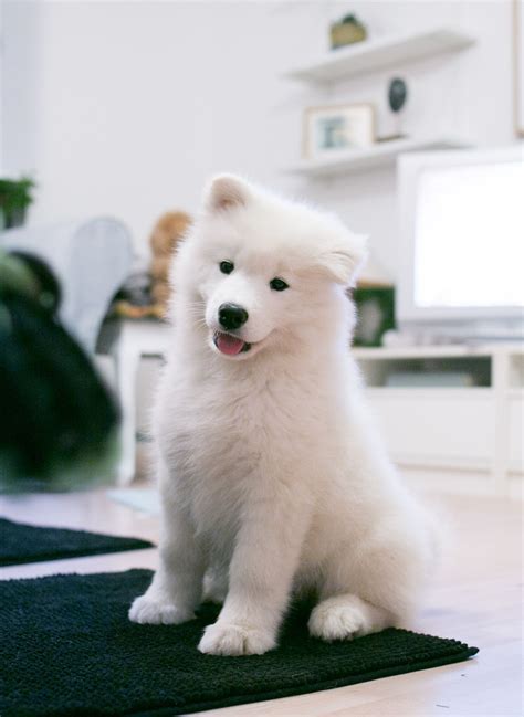 Samoyed Puppy Cute Animals Puppies Fluffy Animals Cute Dogs And