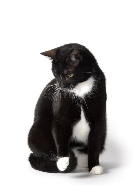 Cute Tuxedo Cat On White Stock Photo Image Of Background 96949120