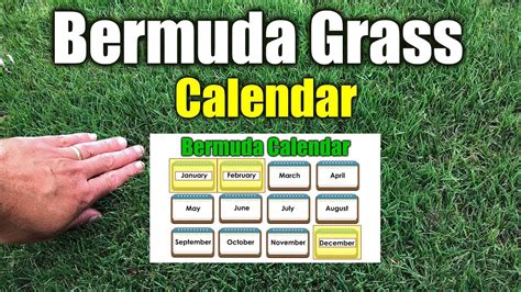 How To Use Bermuda Grass Seed Bermuda Segitiga