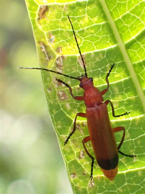 Beetle Rhagonycha Fulva Common Red Soldier Beetle 2207 Flickr
