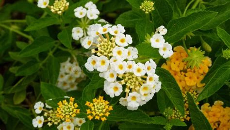 White Lantana Camara Flowers Stock Photo Image Of Outdoor Macro
