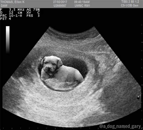An ultrasound is a safe and painless way to see inside your body. Dog ultrasound | Dogs | Pinterest | Ultrasound, Dog and ...